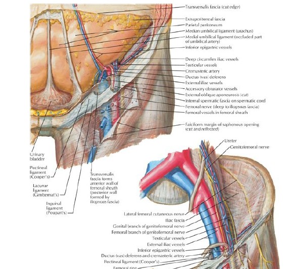 Atlas Of Human Anatomy Pdf